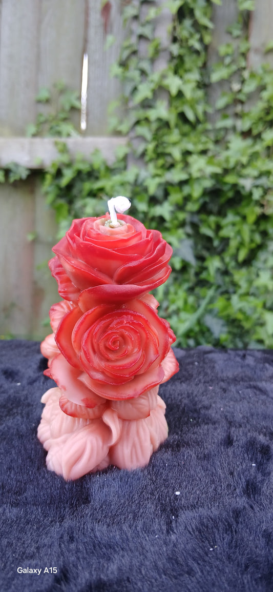Rose Éternelle blossoms